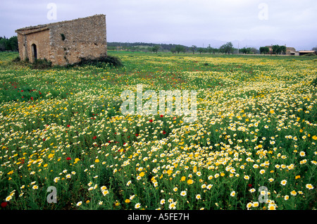 A field of wildflowers at Majorca Spain Stock Photo