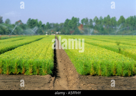 A pine tree farm near Waycross Georgia Stock Photo