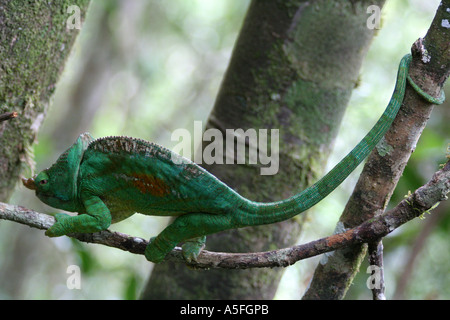 A green chameleon lizard in Parc National de Mantadia, ( Andasibe ) Madagascar Stock Photo