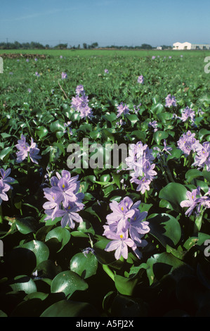 Water hyacinth Eichhornia crassipes plant flowering in a rice paddy Stock Photo