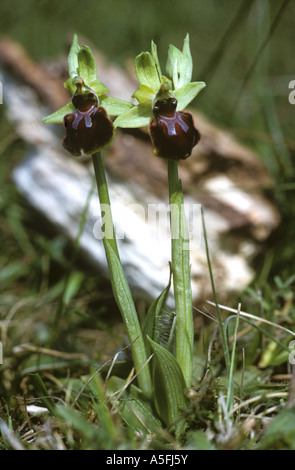 Early spider orchid Ophrys sphegodes flowering plants Stock Photo