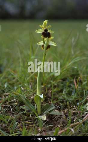 Early spider orchid Ophrys sphegodes flowering plant on chalk downland in Kent Stock Photo