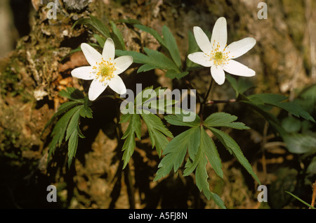 Wood anemone Anemone nemorosa flowers in sunlight Stock Photo