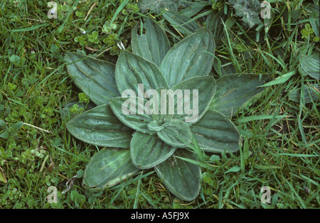 Hoary plantain Plantago media leaf rosette in a garden lawn Stock Photo