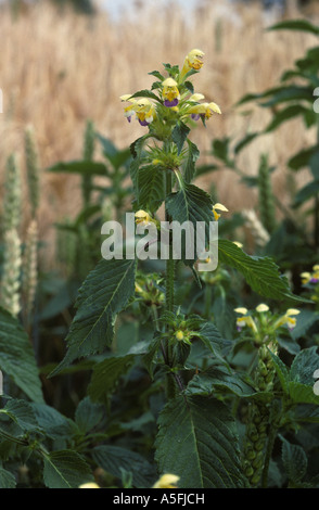 Large flowered hemp nettle Galeopsis speciosa flowering plant Stock Photo