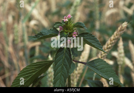 Bifid or splitlip hemp nettle Galeopsis bifida flowering plant Stock Photo