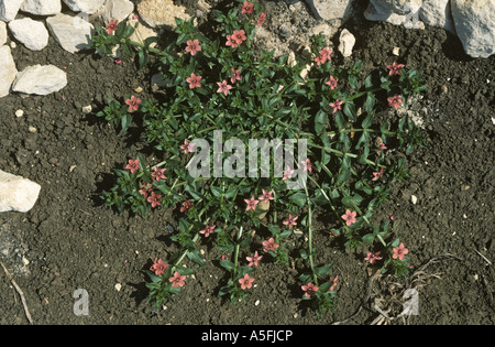 Scarlet pimpernel Anagallis arvensis flowering plant Stock Photo
