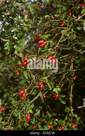 Dog rose Rosa canina hips in hedgerow in autumn Stock Photo