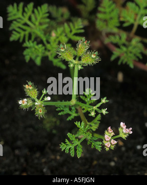 Small bur parsley Caucalis platycarpos seedpod burs flowers Stock Photo