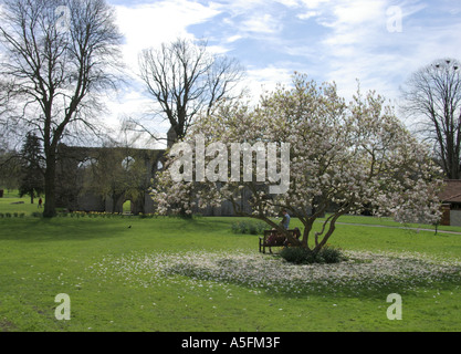 an idylic scene in the grounds of Glastonbury Abbey with blossom falling off a tree Stock Photo