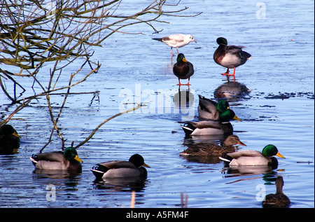 Mallard ducks swimming in lake and walking on ice Park Lake, Lurgan, County Armagh, Northern Ireland Stock Photo