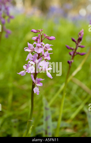 Pink spotted orchid in long grass in wood in Hampshire England United Kingdom UK United Kingdom England Stock Photo