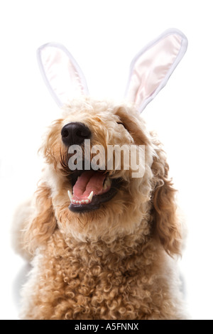 Goldendoodle dog in bunny ears Stock Photo