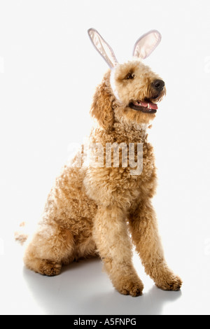 Goldendoodle dog in bunny ears Stock Photo