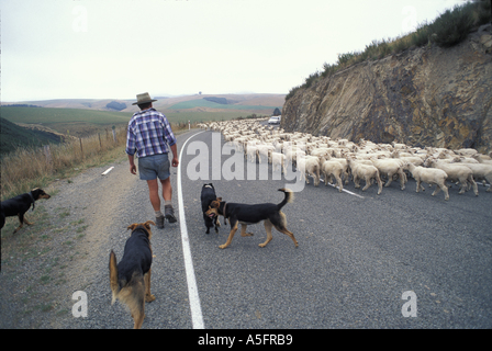 New Zealand MR Michael Bowler helps to herd a flock of lambs down a country road near the South Island town of Geraldine Stock Photo