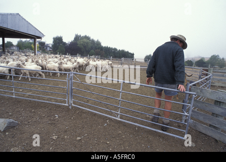 New Zealand MR Michael Bowler closes sheep paddock gate on ranch near South Island town of Geraldine Stock Photo