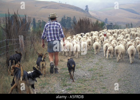 New Zealand MR Michael Bowler helps to herd a flock of lambs down a country road near the South Island town of Geraldine Stock Photo