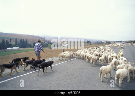 New Zealand MR Michael Bowler helps to herd a flock of lambs down a country road near the South Island town of Geraldine Stock Photo