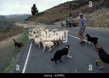 New Zealand MR Michael Bowler works with his sheep dogs on a sheep station near South Island town of Geraldine Stock Photo