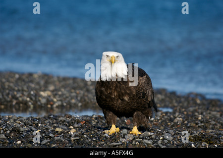 Bald Eagle, Alaska's Coast Stock Photo