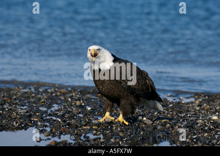 Bald Eagle, Alaska's Coast Stock Photo