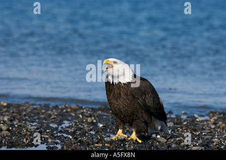 Bald Eagle, Alaska's Coast Stock Photo