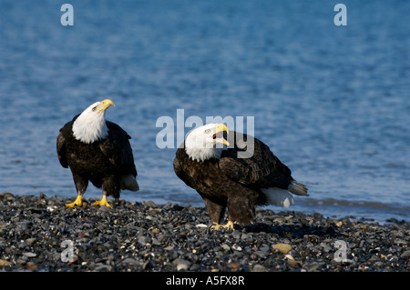 Bald Eagle, Alaska's Coast Stock Photo