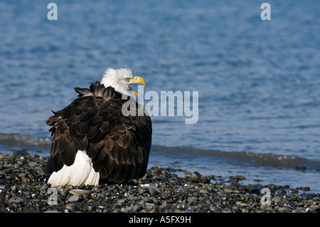 Bald Eagle, Alaska's Coast Stock Photo