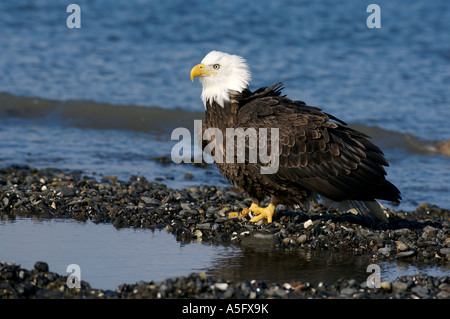 Bald Eagle, Alaska's Coast Stock Photo