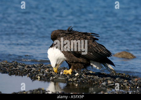 Bald Eagle, Alaska's Coast Stock Photo