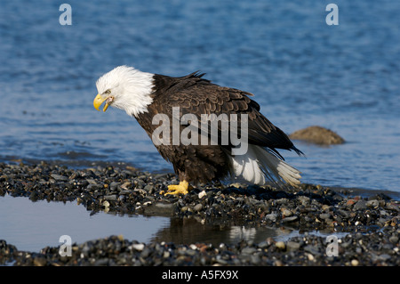 Bald Eagle, Alaska's Coast Stock Photo