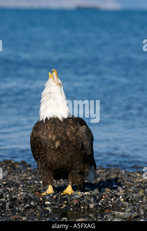 Bald Eagle, Alaska's Coast Stock Photo