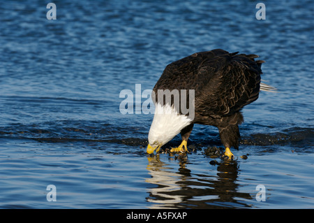 Bald Eagle, Alaska's Coast Stock Photo