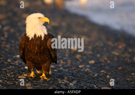 Bald Eagle, Alaska's Coast Stock Photo