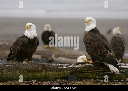 Bald Eagle, Alaska's Coast Stock Photo