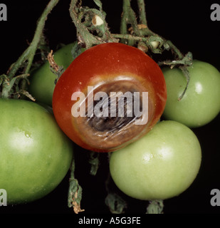 Blossom end rot caused by calcium deficiency on tomato fruit Stock Photo