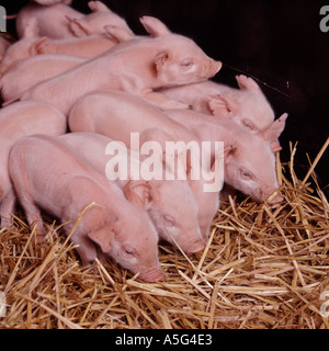 Four day old large white piglets on straw Stock Photo