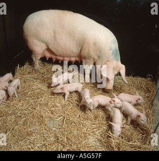 Large white pig sow with 3 to 4 day old piglets in a straw bedded pen Stock Photo