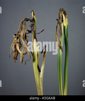 Leaf scorch Stagonospora curtisii  damage to Narcissus flowers and buds Stock Photo