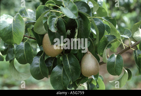 Pear fruits on leafy tree Stock Photo
