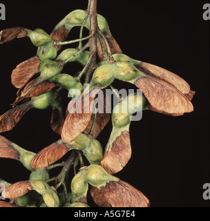 Seeds of a sycamore tree Acer pseudoplatanus with wings for seed dispersal Stock Photo