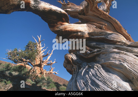 great basin bristlecone pine, Bristlecone Pine (Pinus longaeva, Pinus aristata f. longaeva), trunks of gnarled trees, oldest tr