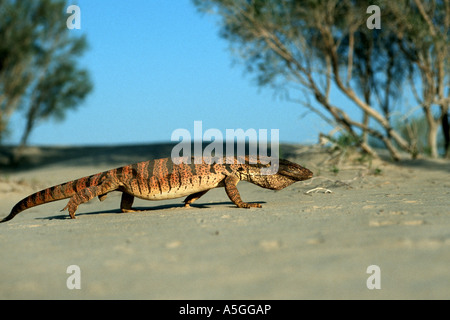 desert monitor, agra monitor (Varanus griseus), Desert monitor smells with its tongue, Uzbekistan, Turan  , Kyzylkum Stock Photo