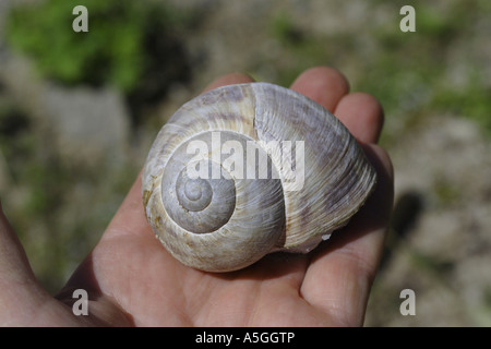 Turskish snail (Helix lucorum tauricum), on hand, Turkey Stock Photo