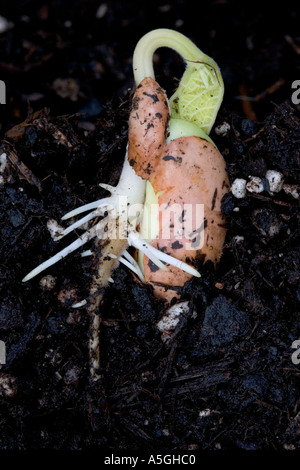 Germinating runner bean seed tap root emerging UK Stock Photo - Alamy