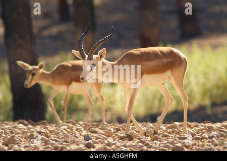 goitred gazelle, Arabian sand gazelle (Gazella subgutturosa subgutturosa), buck with female in the background, Turkey Stock Photo