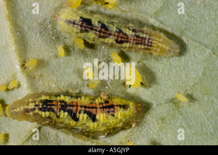 Hoverfliy (Heliophilus pendulus), larvae feeding greenflies (Aphidina) Stock Photo