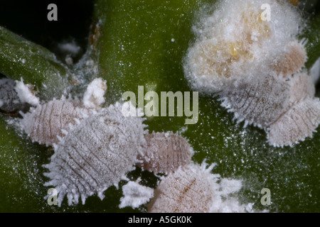 citrus mealybug, common mealybug, citrus scale (Planococcus citri), infestation Stock Photo