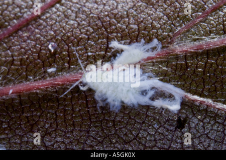beech aphid, woolly beech aphid (Phyllaphis fagi), imago Stock Photo