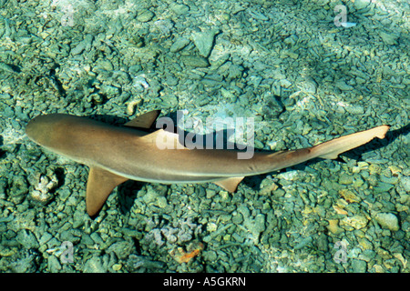 blacktip reef shark (Carcharhinus melanopterus), juvenile, French Polynesia, Tahaa Stock Photo